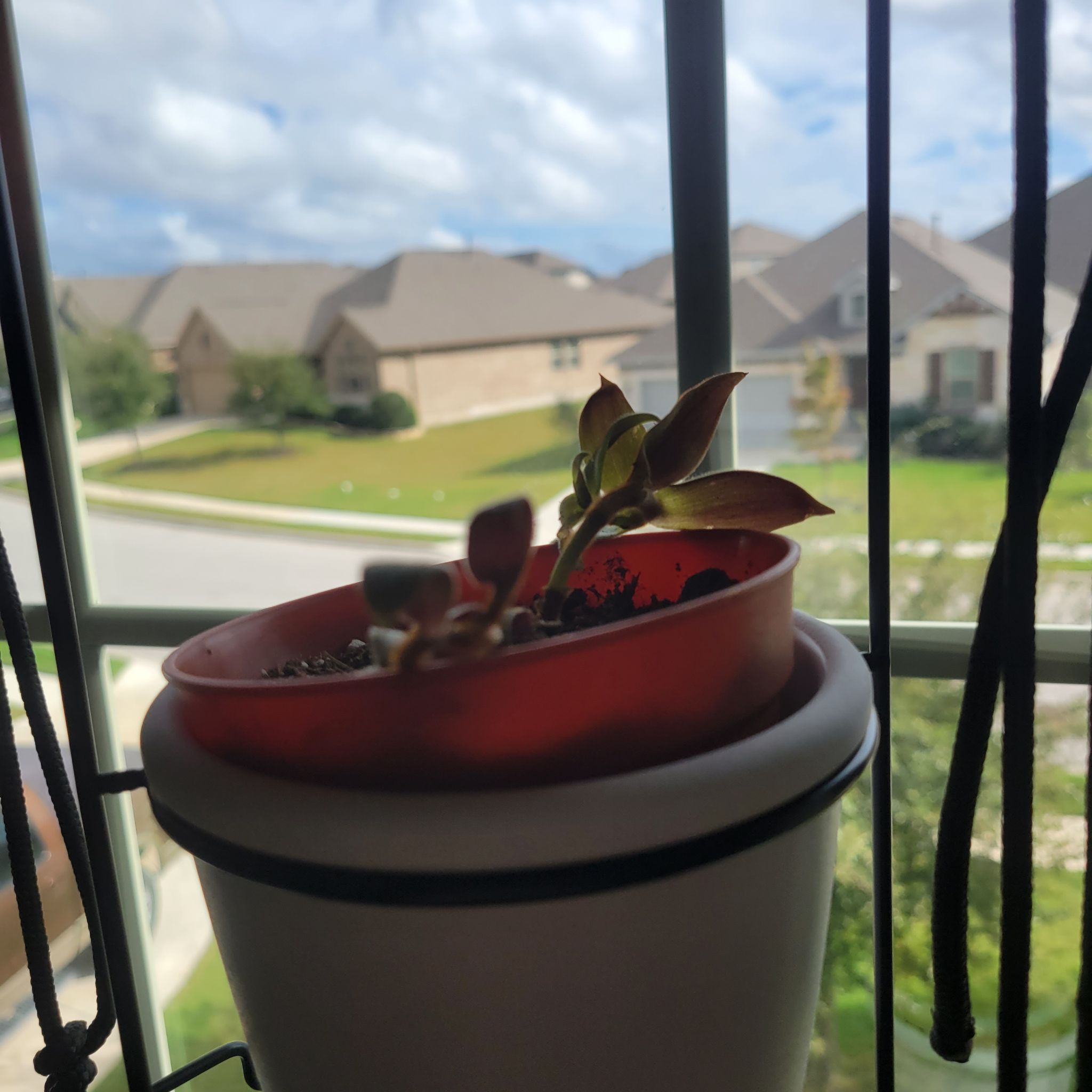 Potted Teddy Bear Vine near a window with some browning leaves.
