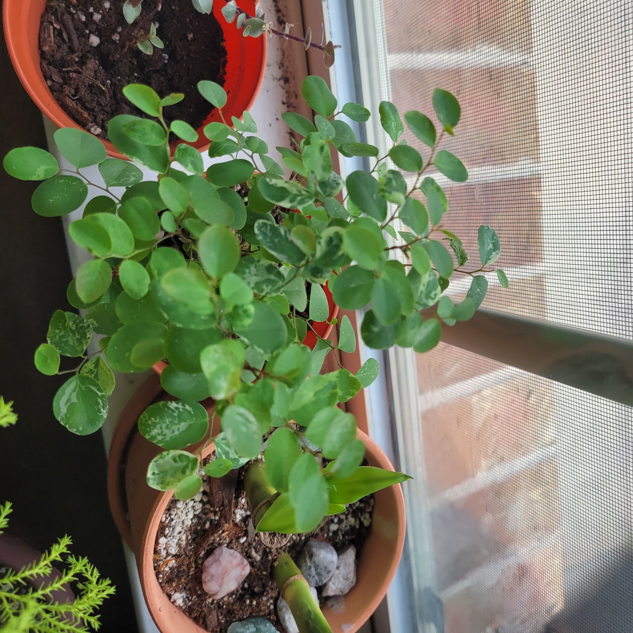 Potted Brenia Snowbush plant indoors near a window, with healthy green leaves.