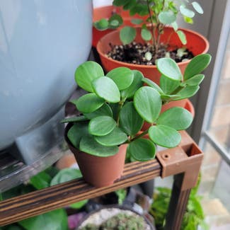 Peperomia 'Hope' plant in Round Rock, Texas
