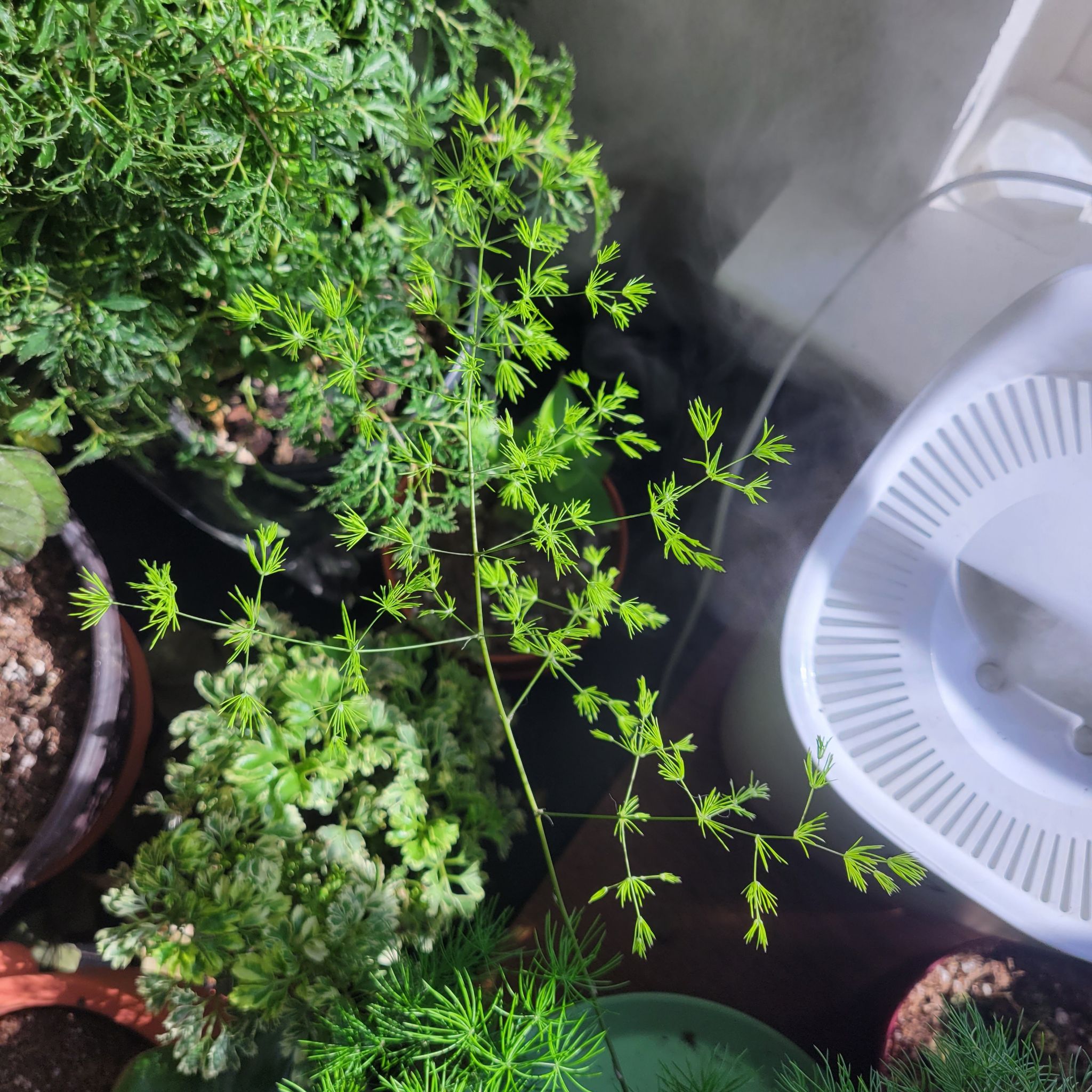 Ming Fern plant with vibrant green, feathery foliage. Soil is visible.