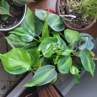 Philodendron Brasil plant in Round Rock, Texas