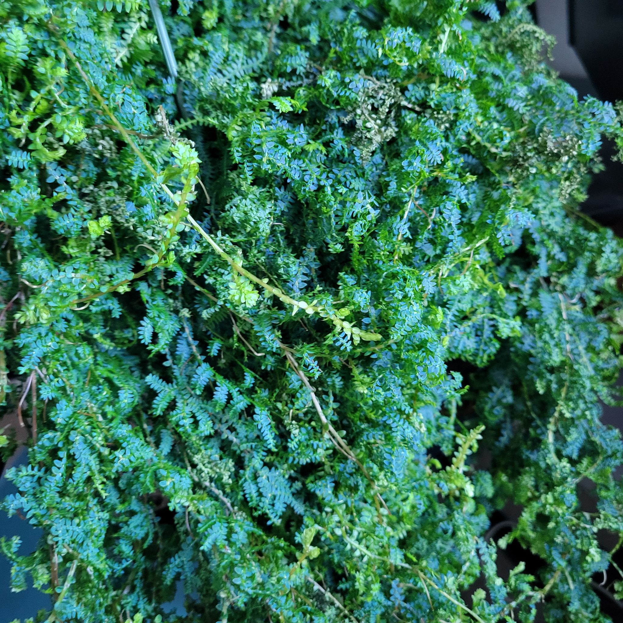 Dense, vibrant green Rainbow moss, Peacock fern with small, delicate leaves.