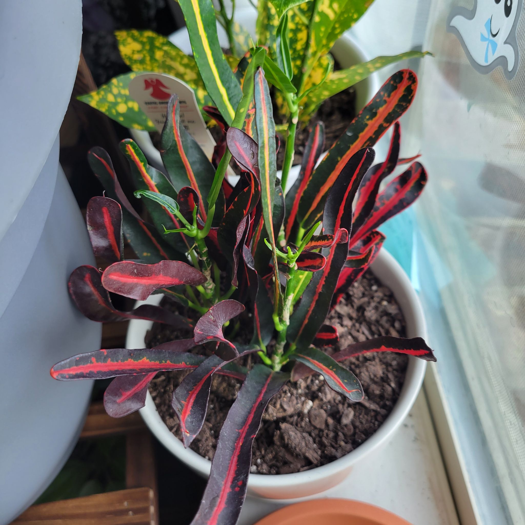 Banana Croton plant in a pot with vibrant red and green leaves, visible soil.