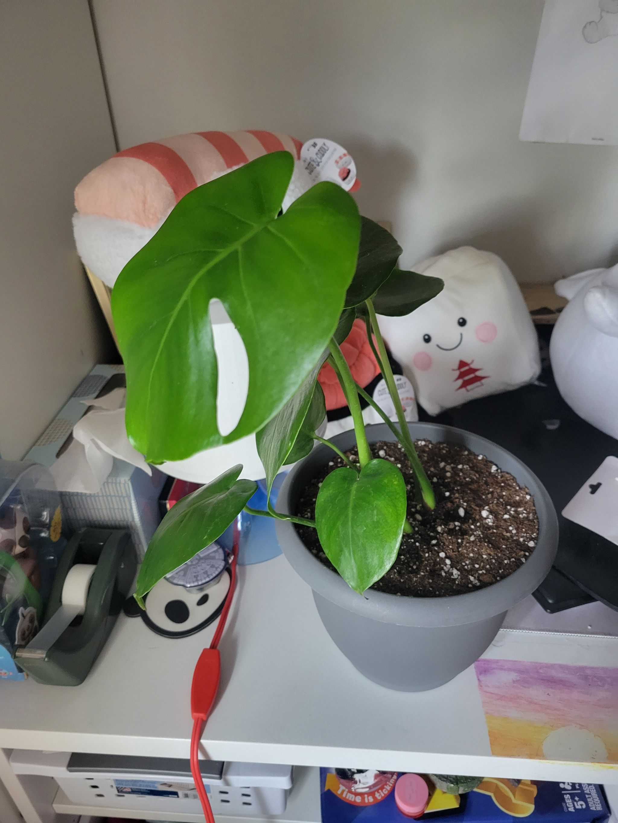 Photo from the post