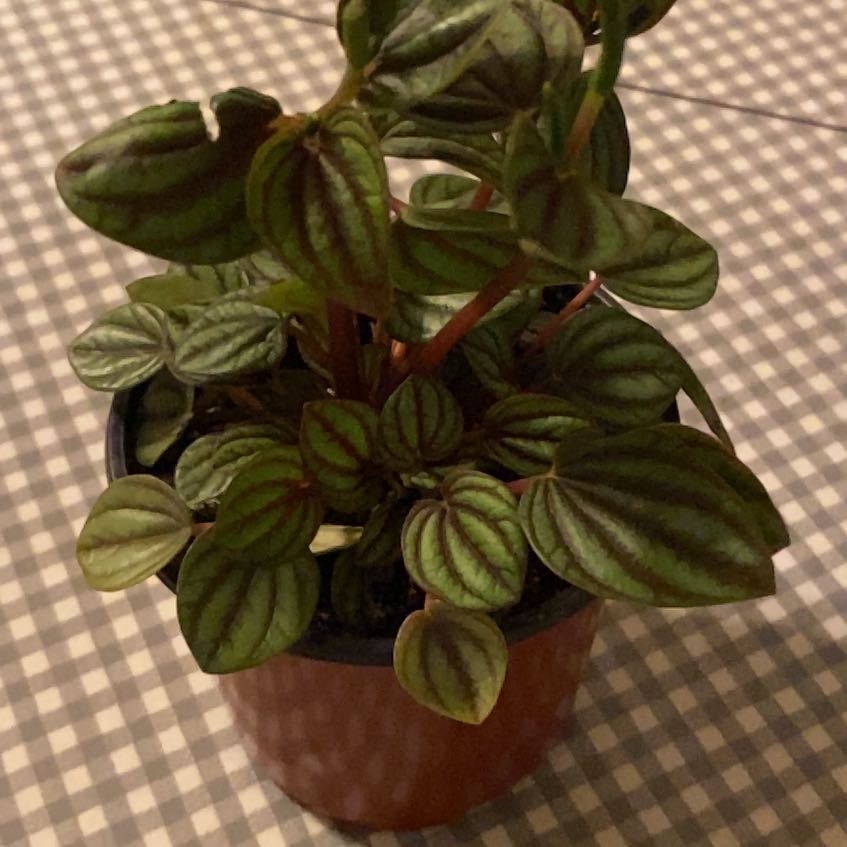 Healthy Emerald Ripple Peperomia plant in a small pot with vibrant leaves.