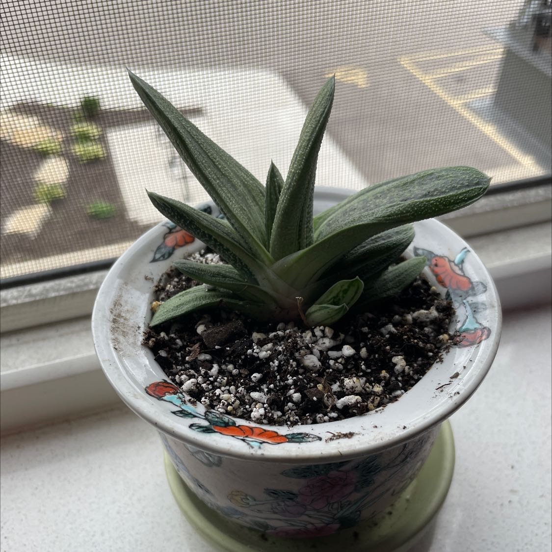 Gasteria 'Little Warty' plant in a decorative pot on a windowsill.