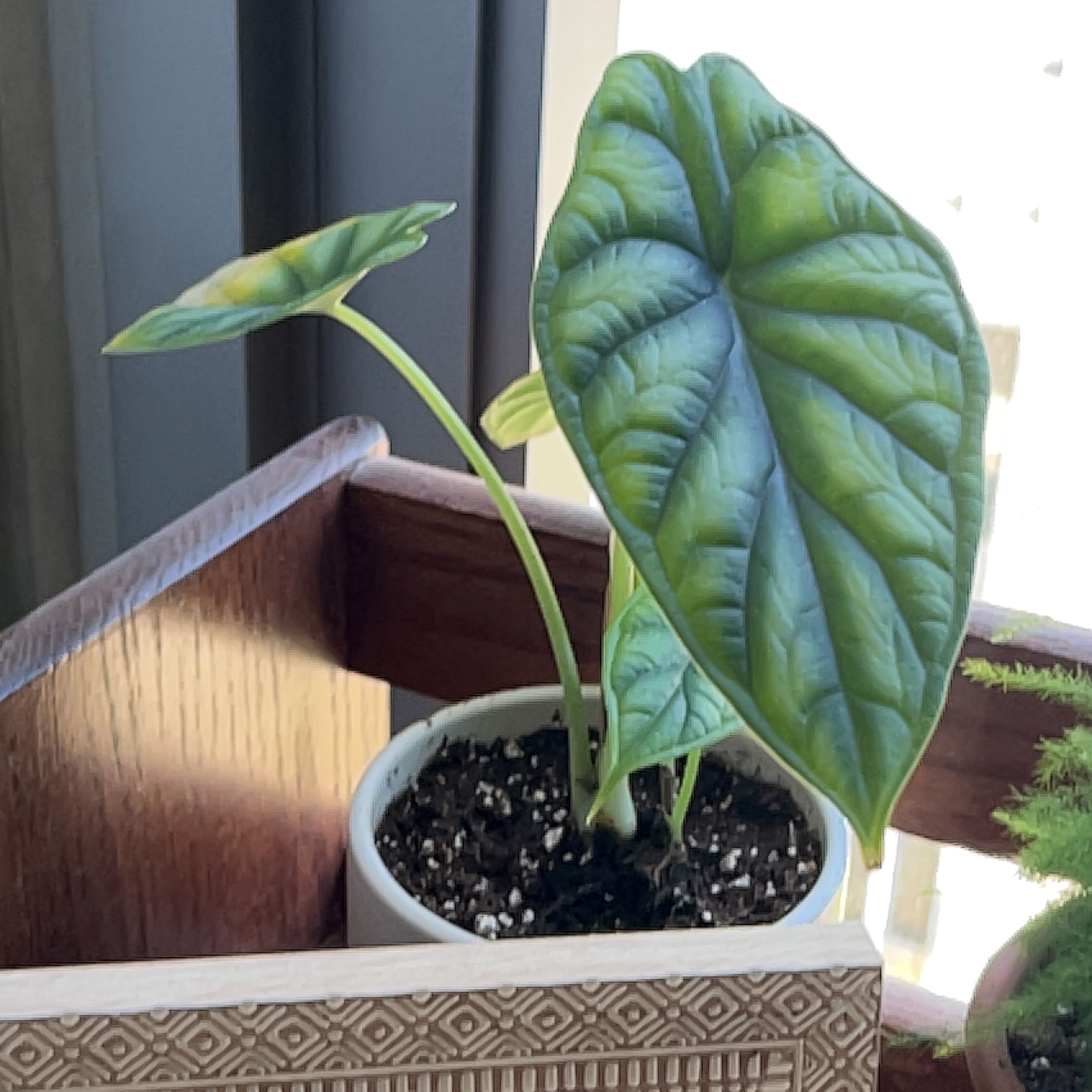 Alocasia 'Dragon Scale' plant in a white pot with vibrant green leaves.