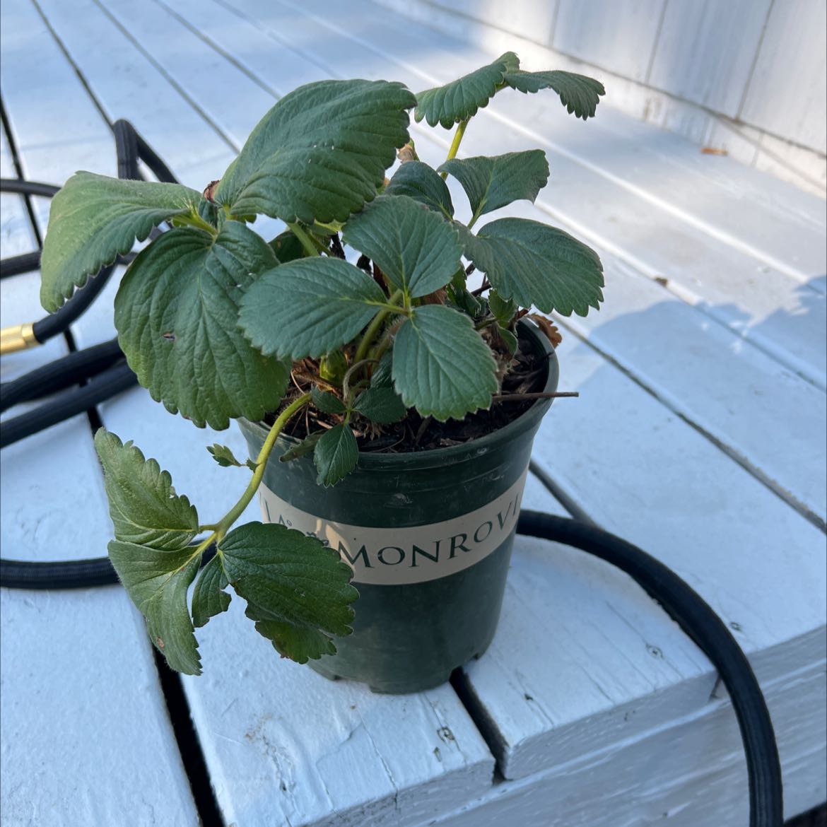 Beach Strawberry plant in a small pot on a wooden surface, appearing healthy.
