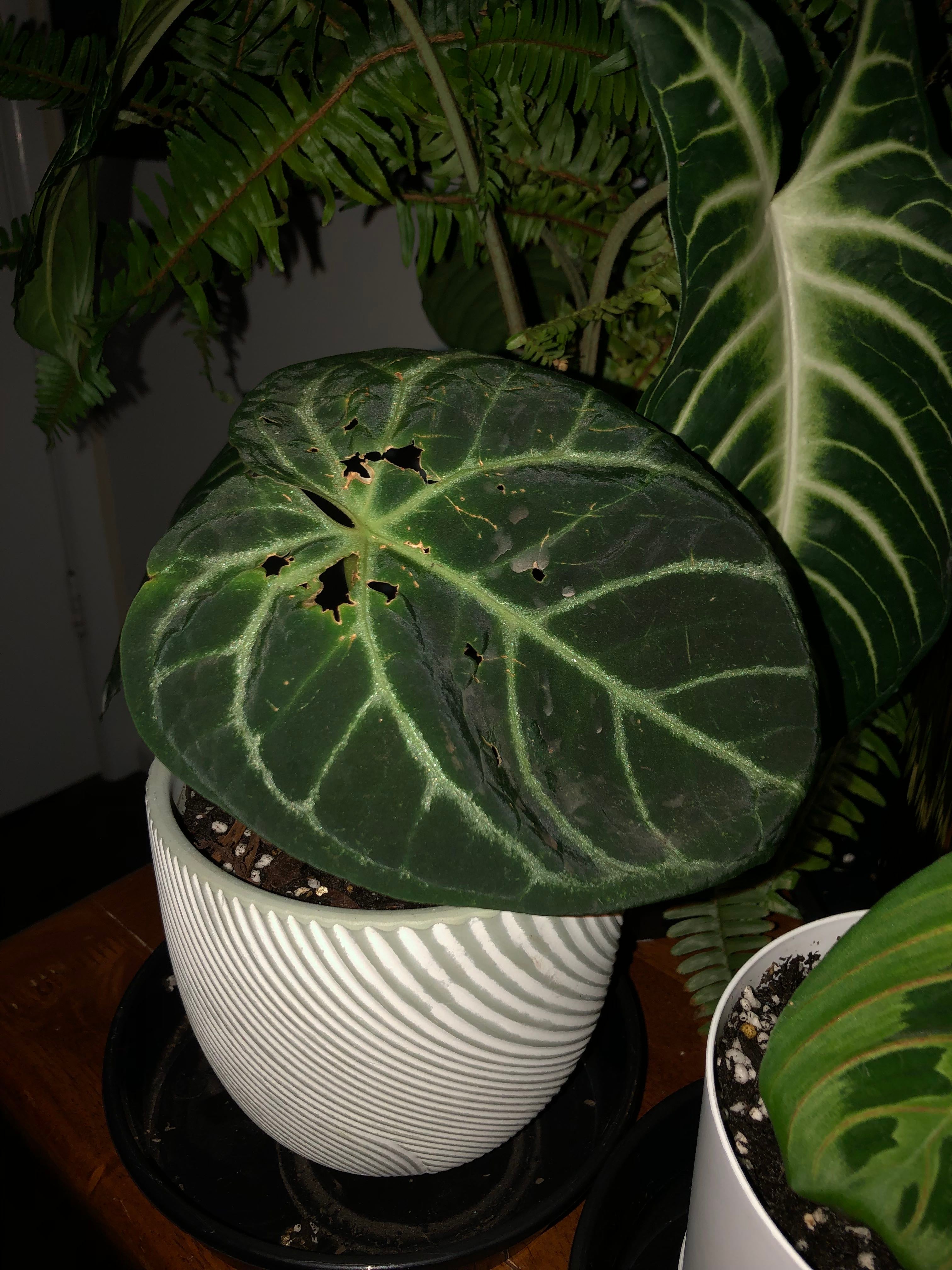 Why Are There Black Spots on My Crystal Anthurium Leaves?
