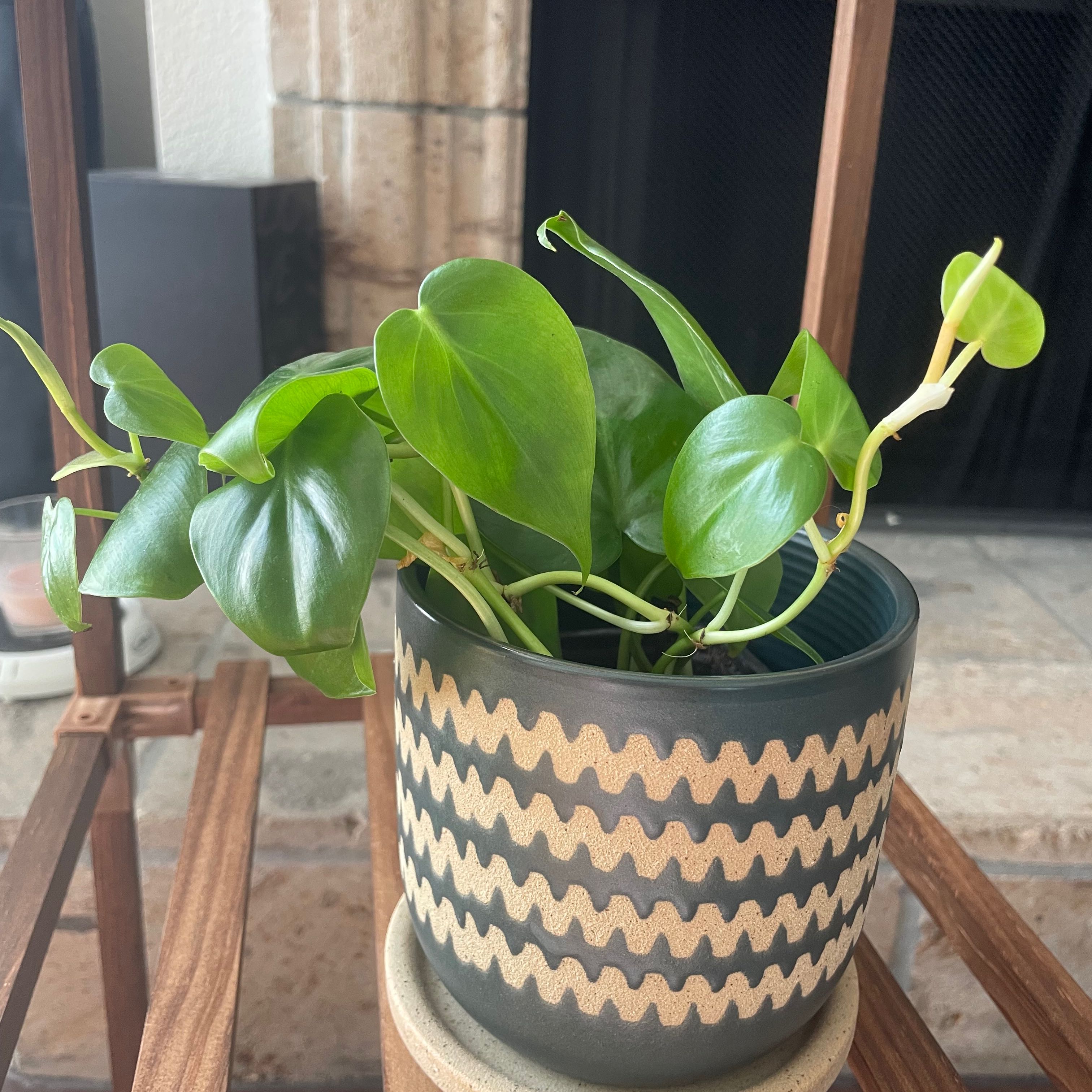 Philodendron cordatum plant in a decorative pot with vibrant green leaves.