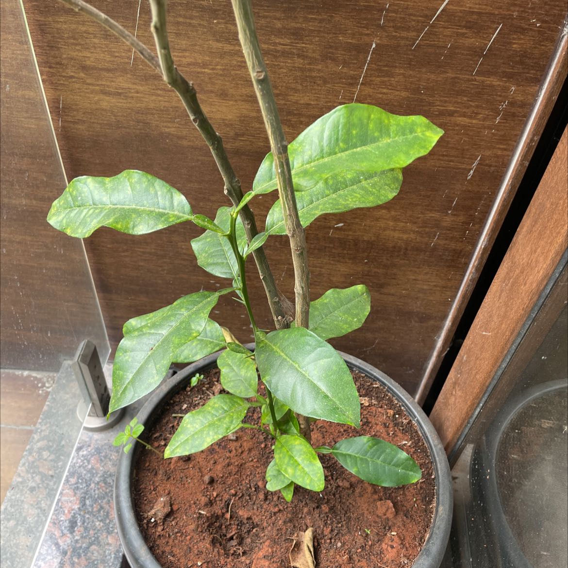 Photo of the plant species Citrus medica by @VividKoa named Orwell on Greg, the plant care app