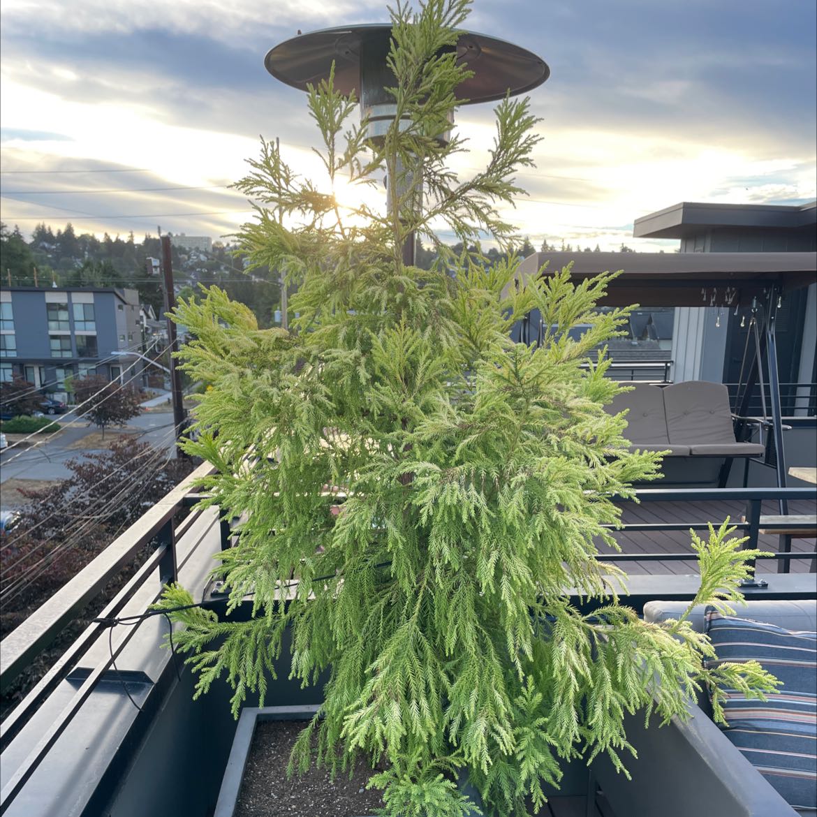 Healthy Japanese Cedar plant on a rooftop garden with visible soil.