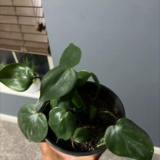 Heartleaf Philodendron plant in Kokomo, Indiana