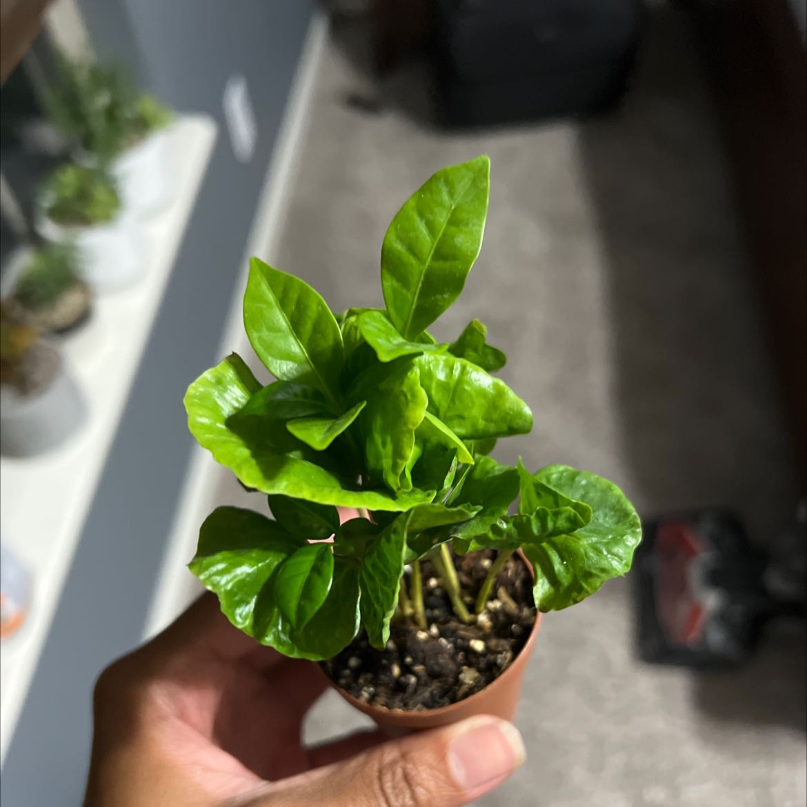 Photo of the plant species Arabian Coffee Plant by @WelefulWoreya named Vinny on Greg, the plant care app