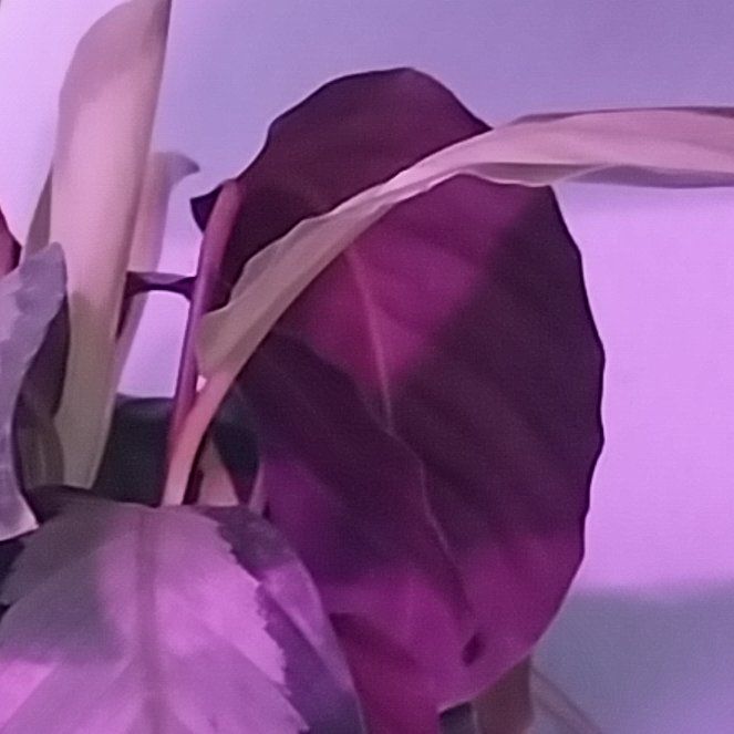 Photo of the plant species Calathea Royal Standard by @Joe1982 named James Dean on Greg, the plant care app