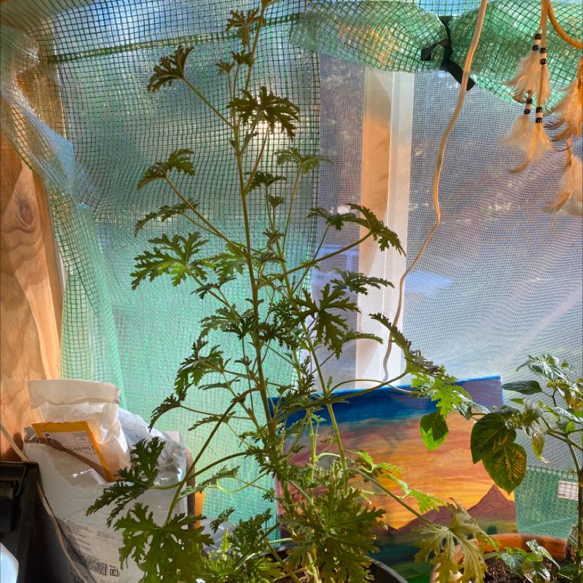 Citronella plant indoors with finely divided leaves, sunlight filtering through mesh screen.