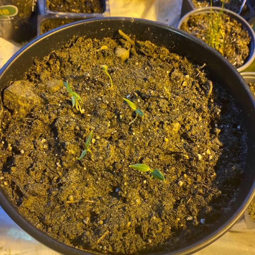 Young Cheyenne Chilli Pepper seedlings in a pot with visible soil.