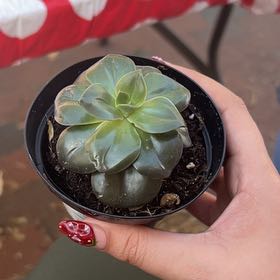 Photo of the plant species Echeveria 'Melaco' by @Newtfoot named Mariposa on Greg, the plant care app