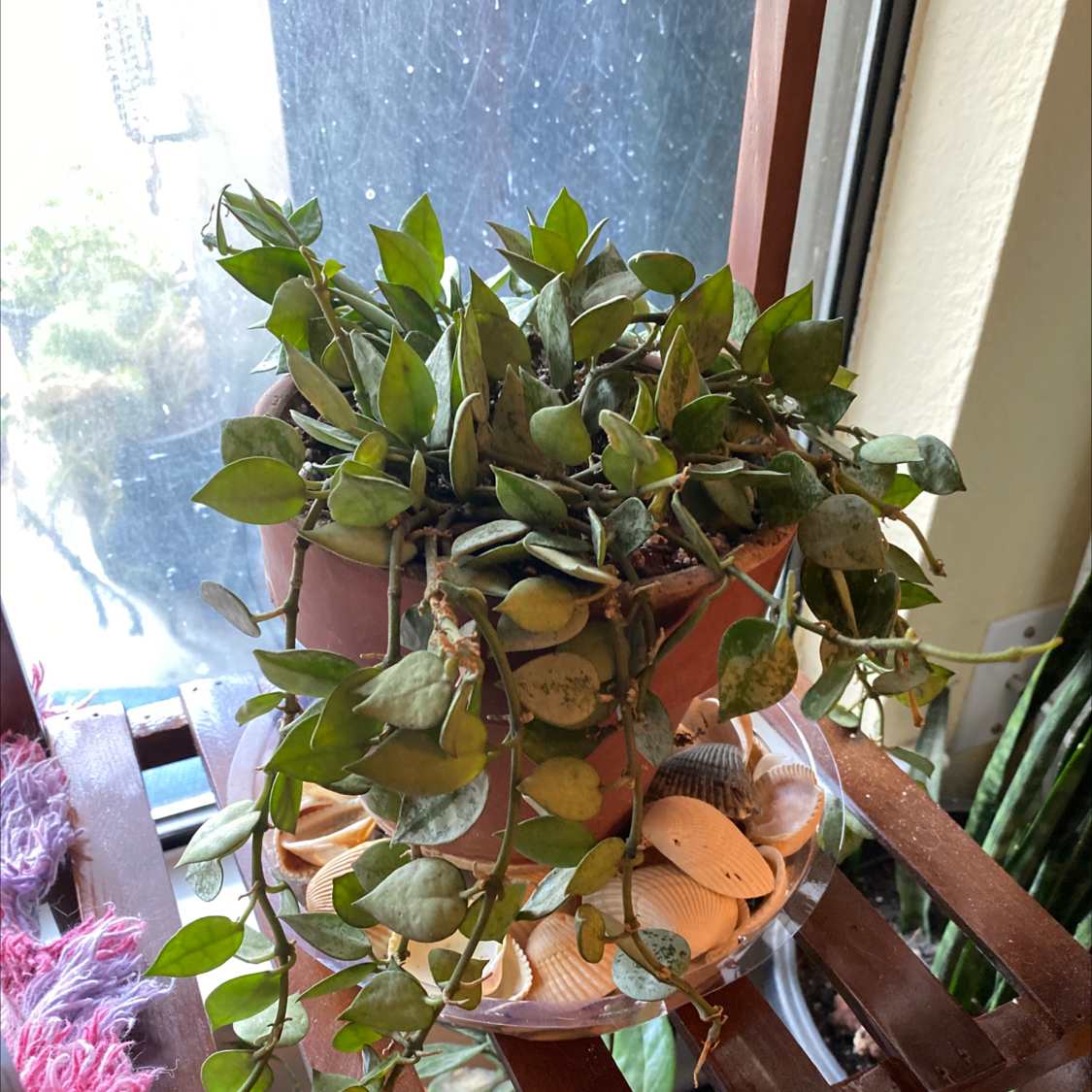 Hoya krohniana plant in a pot near a window with healthy green leaves.