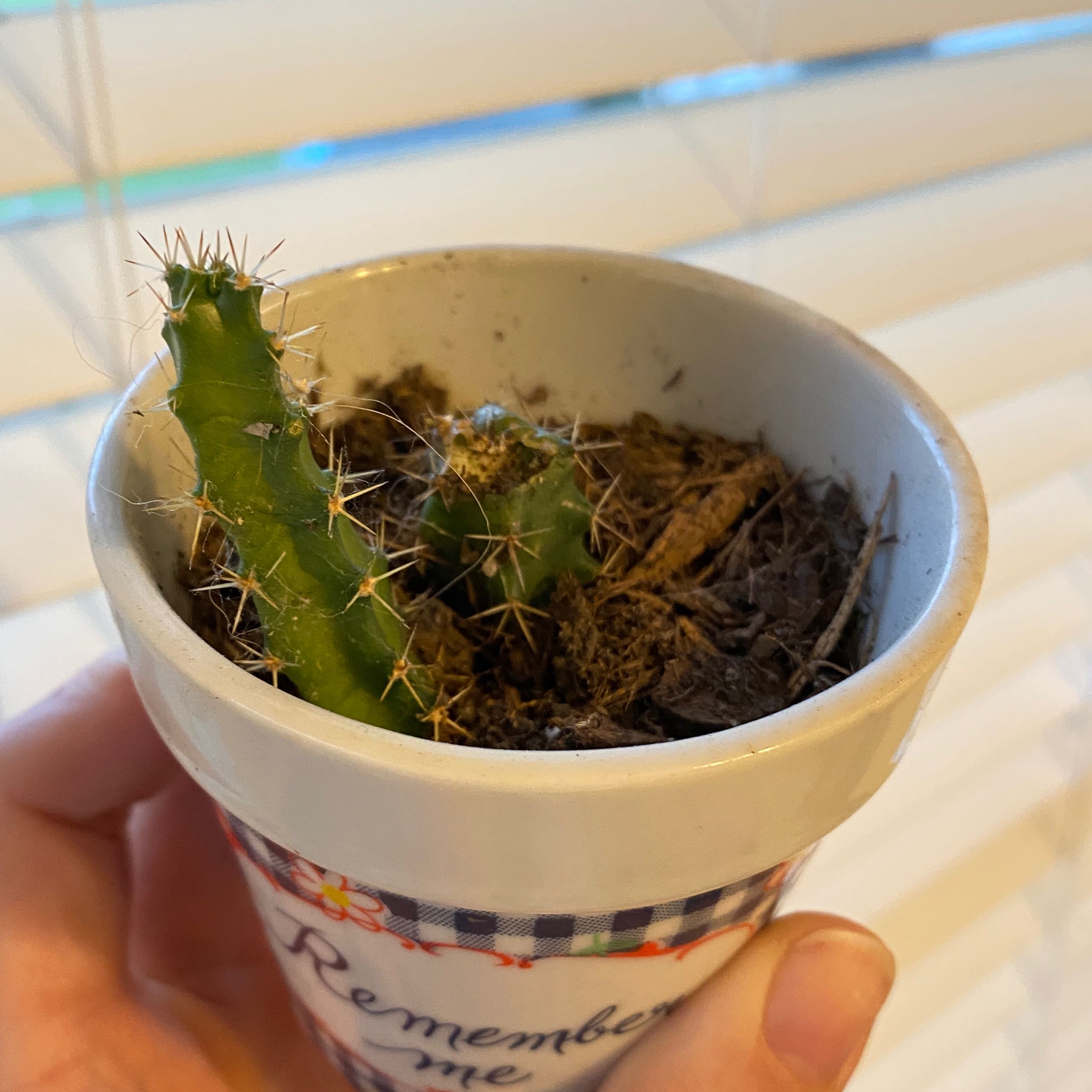 Photo of the plant species Lady-Finger Hedgehog Cactus by @Andiek named Kanye on Greg, the plant care app