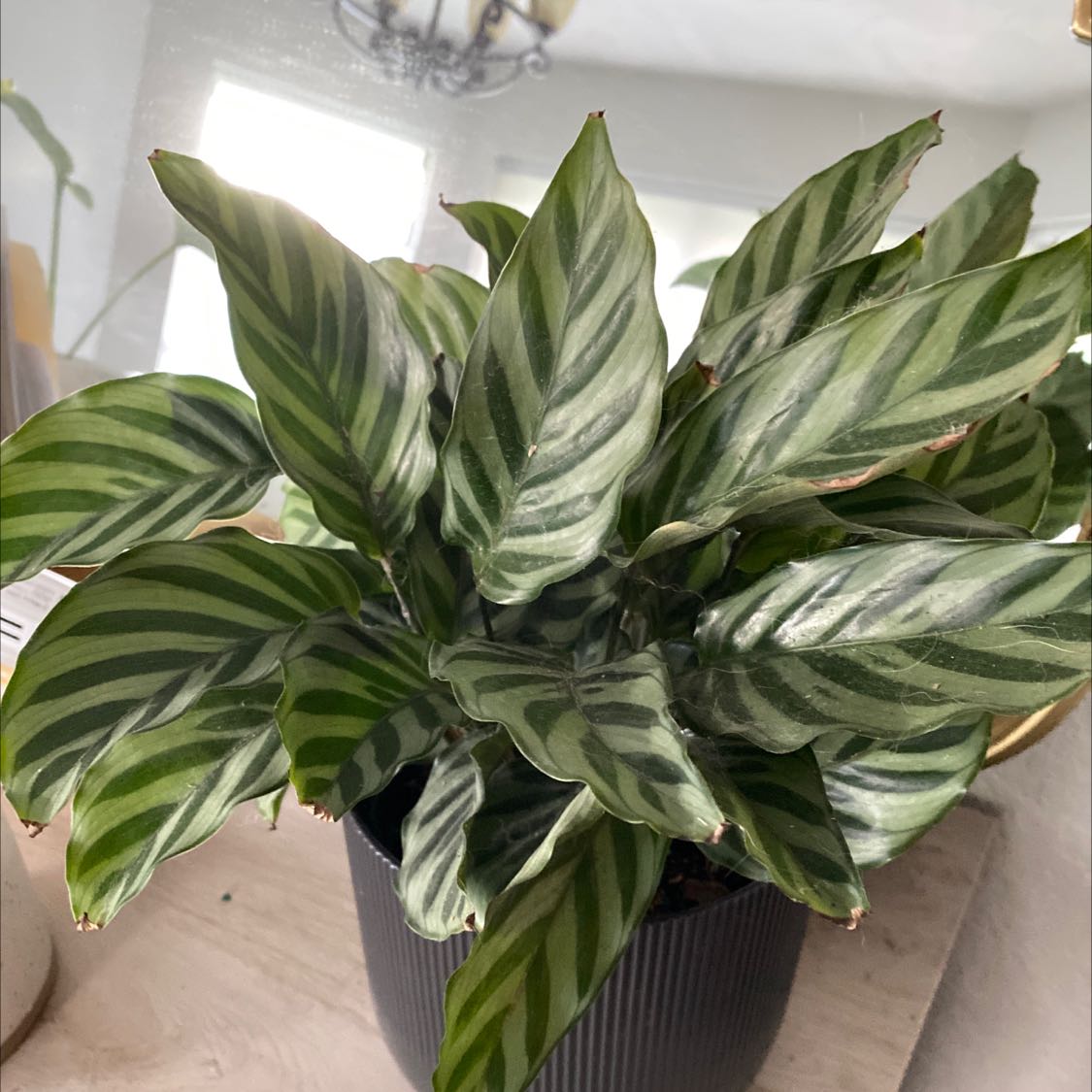 Photo of the plant species Calathea 'Freddie' by @Andiek named Austen on Greg, the plant care app