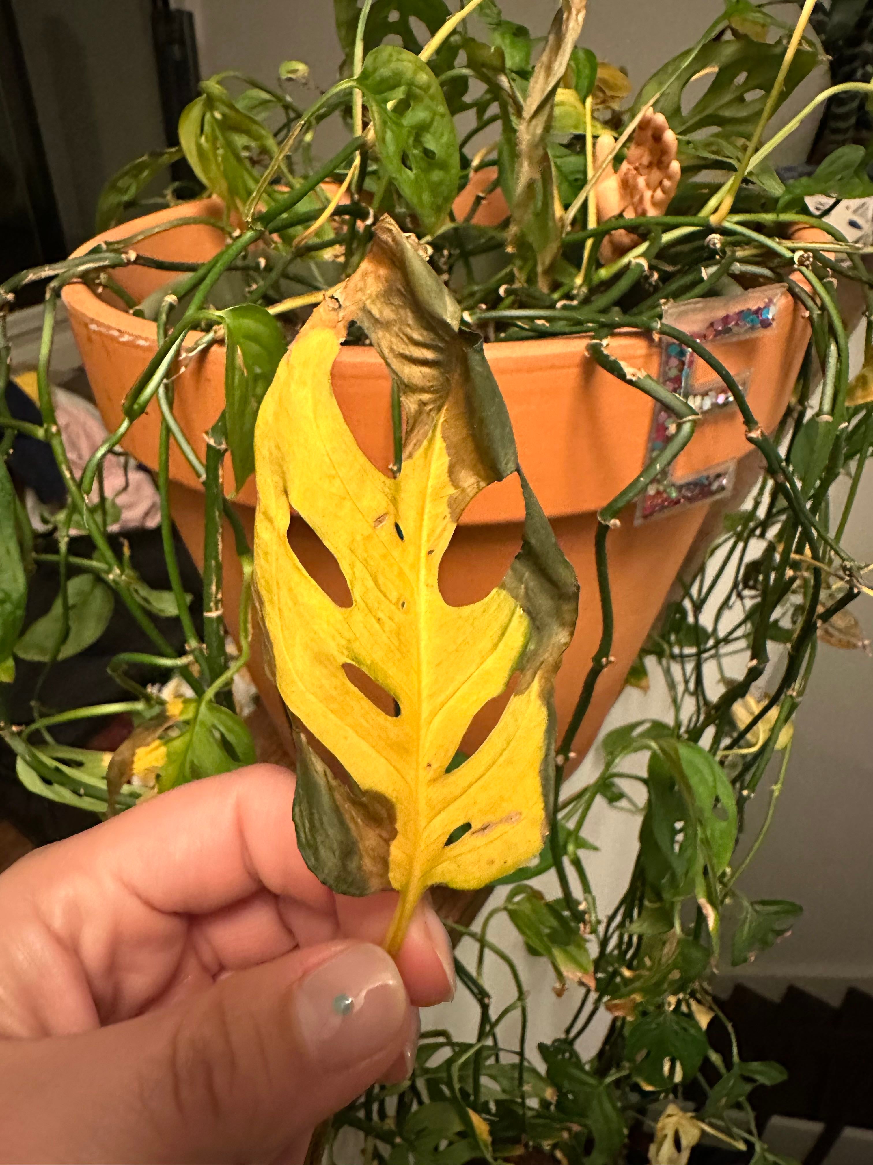 Personalized Swiss Cheese Vine Care Water, Light, Nutrients Greg App