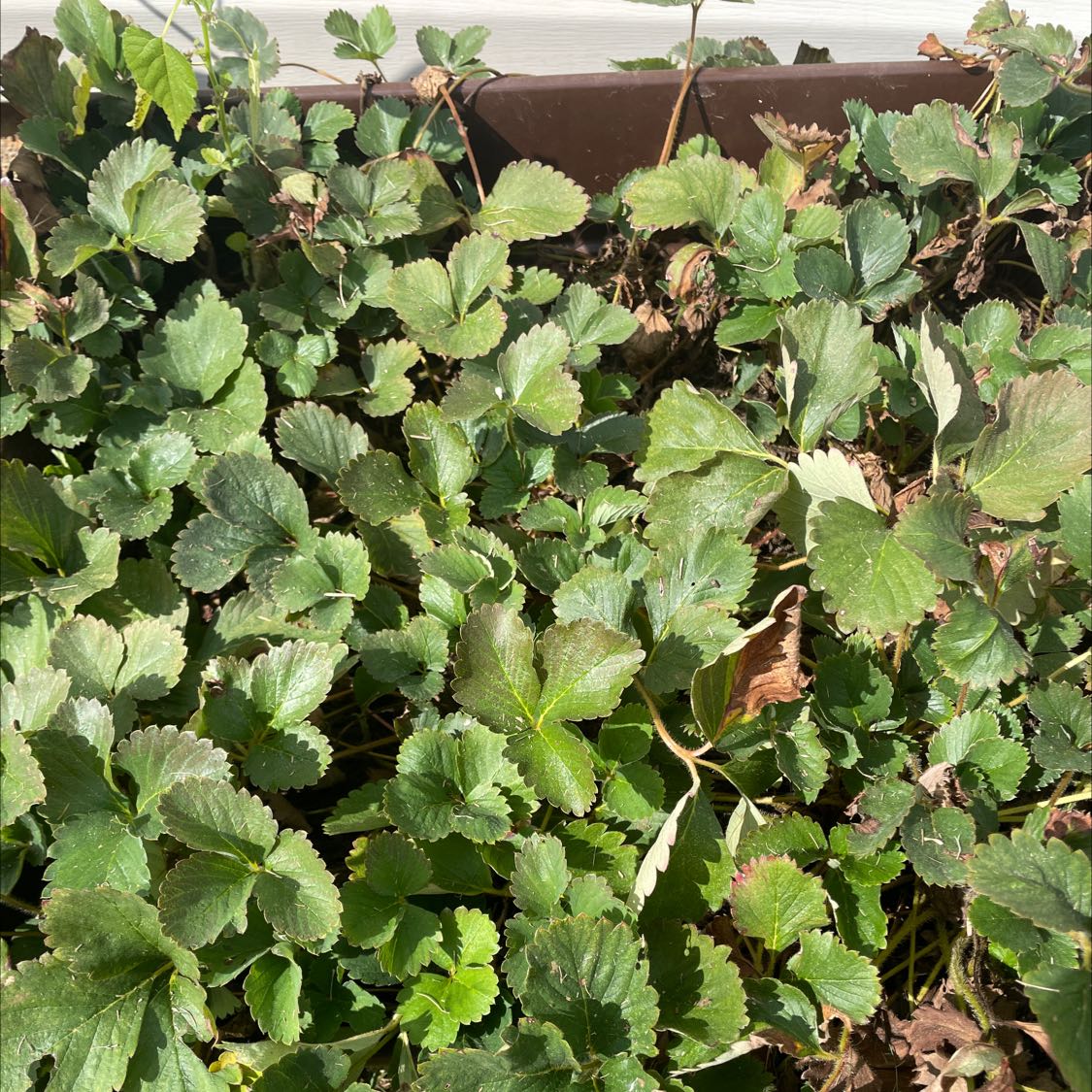 Dense cluster of Mock Strawberry plants with green serrated leaves.