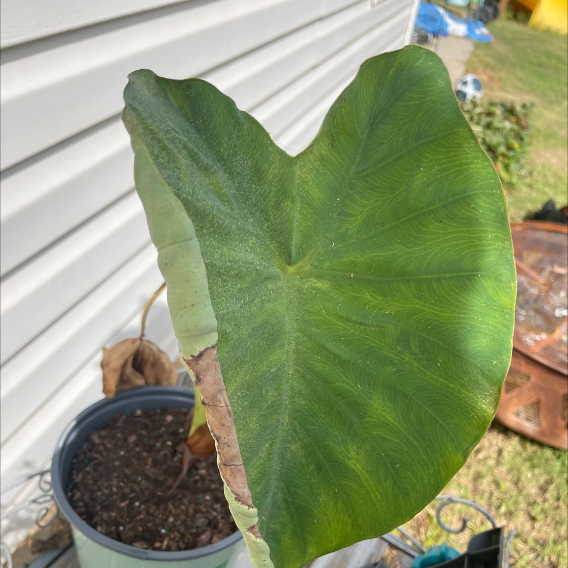 Photo of the plant species Taro by @CentralBanana named Ellie on Greg, the plant care app