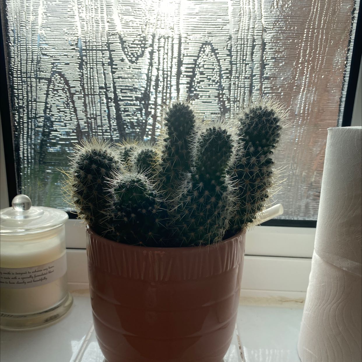 Potted Navajo Bridge Prickly Pear cactus on a windowsill with a window and household items in the background.