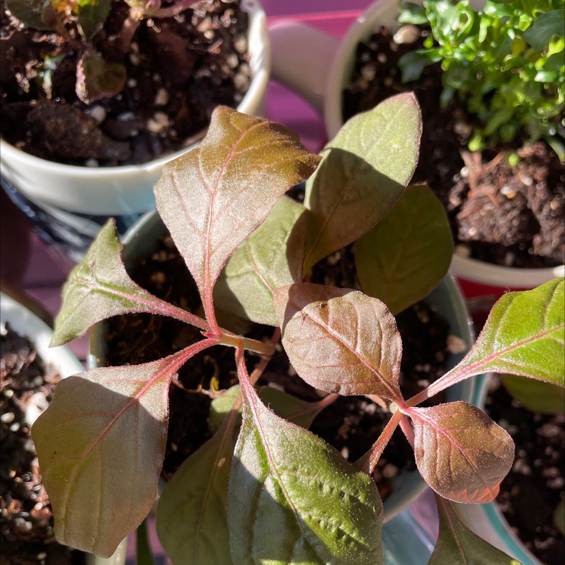 Young Black Nightshade plant with broad green leaves and visible soil in a pot.