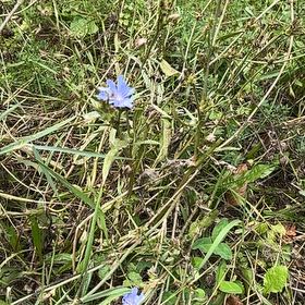 Photo of the plant species Cichorium Intybus by @SacrosanctMoss named Messi on Greg, the plant care app