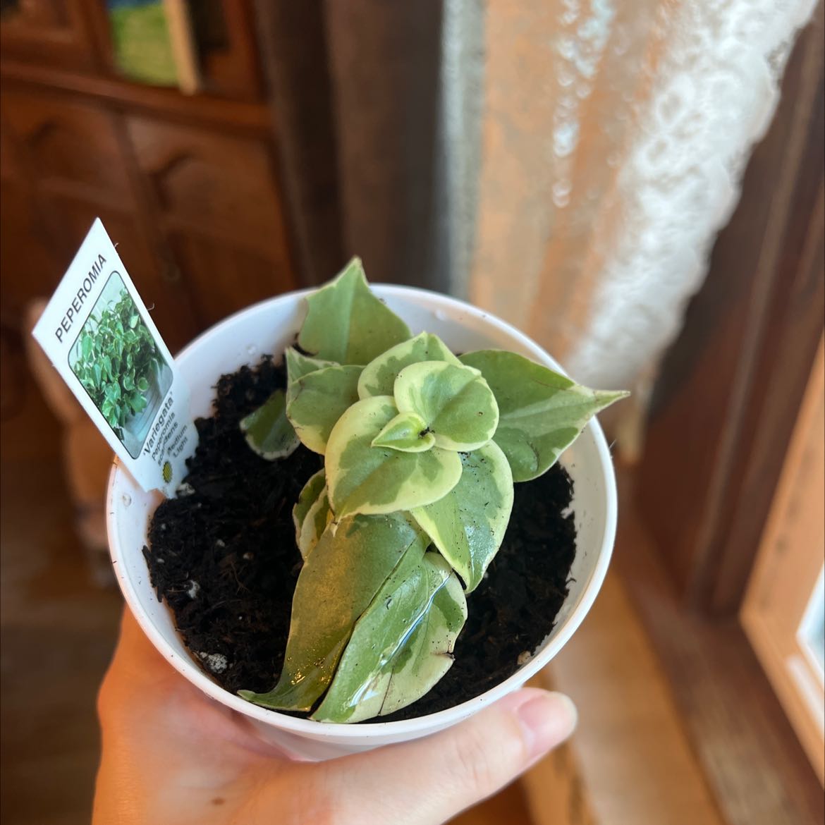 Variegated Peperomia Scandens in a white pot held by a hand, with visible soil.