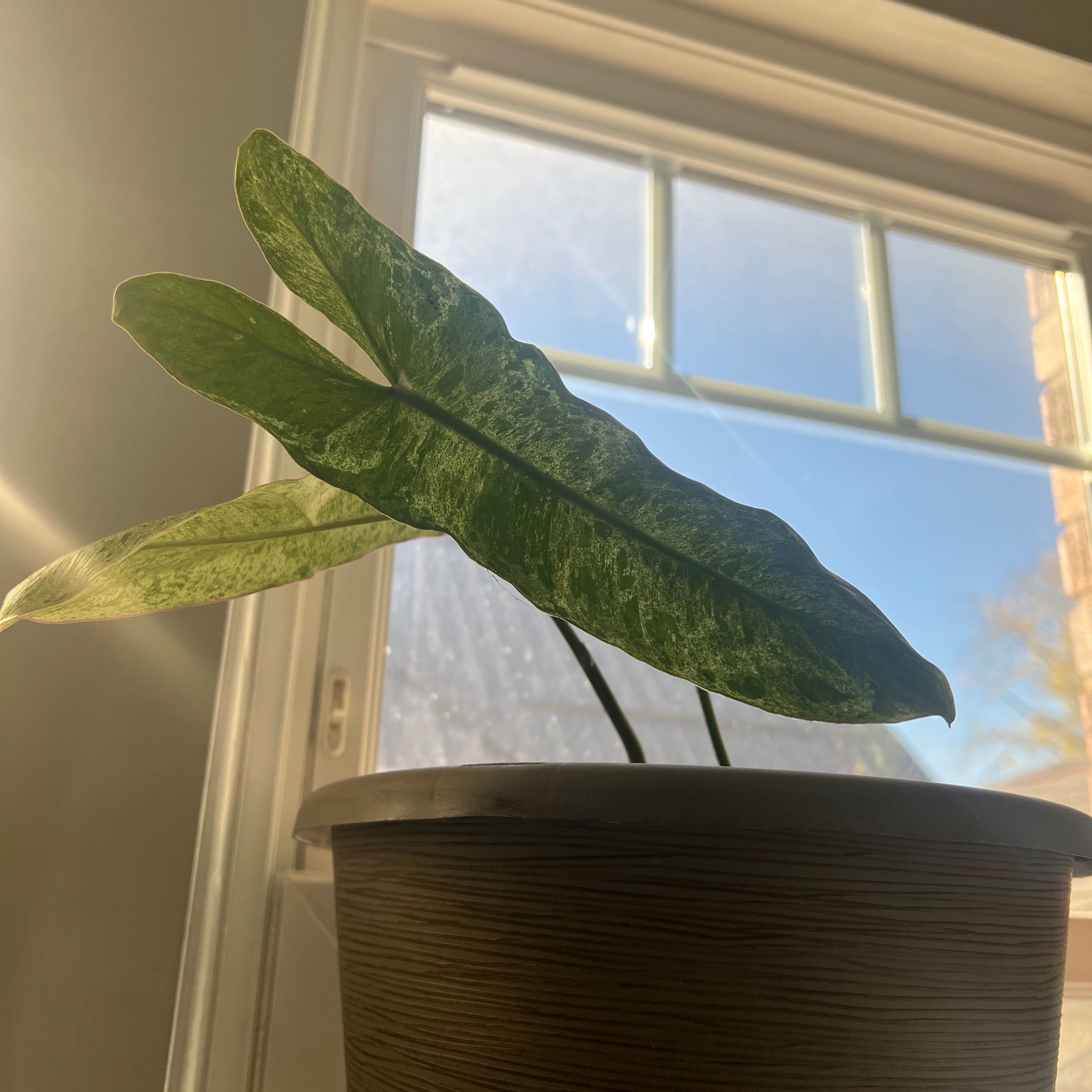 Alocasia longiloba plant with elongated green leaves near a window, well-lit by sunlight.