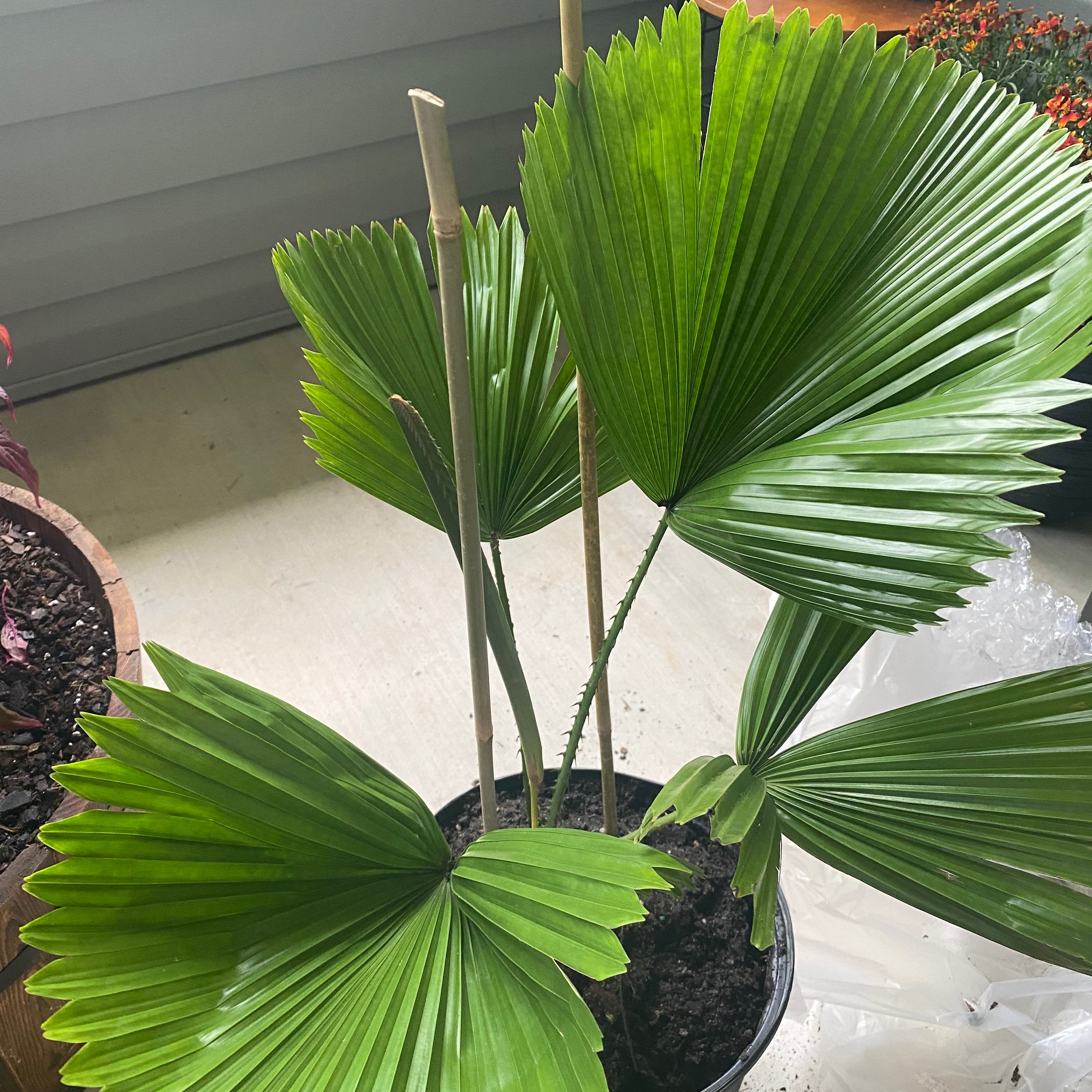 Photo of the plant species Elegant Fan Palm by @AliveFlax named Lucy on Greg, the plant care app