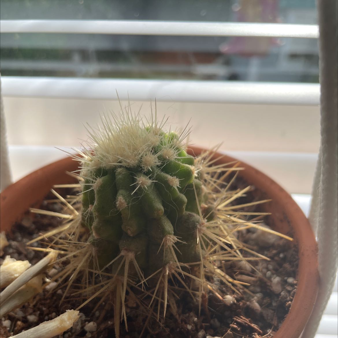 Photo of the plant species Copiapoa gigantea by @MerryLemonbalm named Sigmund on Greg, the plant care app