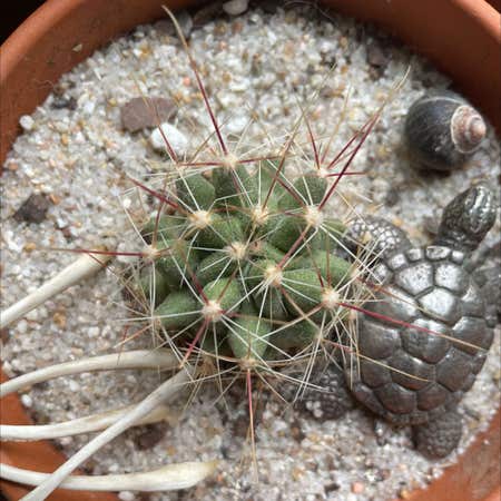 Photo of the plant species Big Needle Cactus by Merrylemonbalm named Madonna on Greg, the plant care app