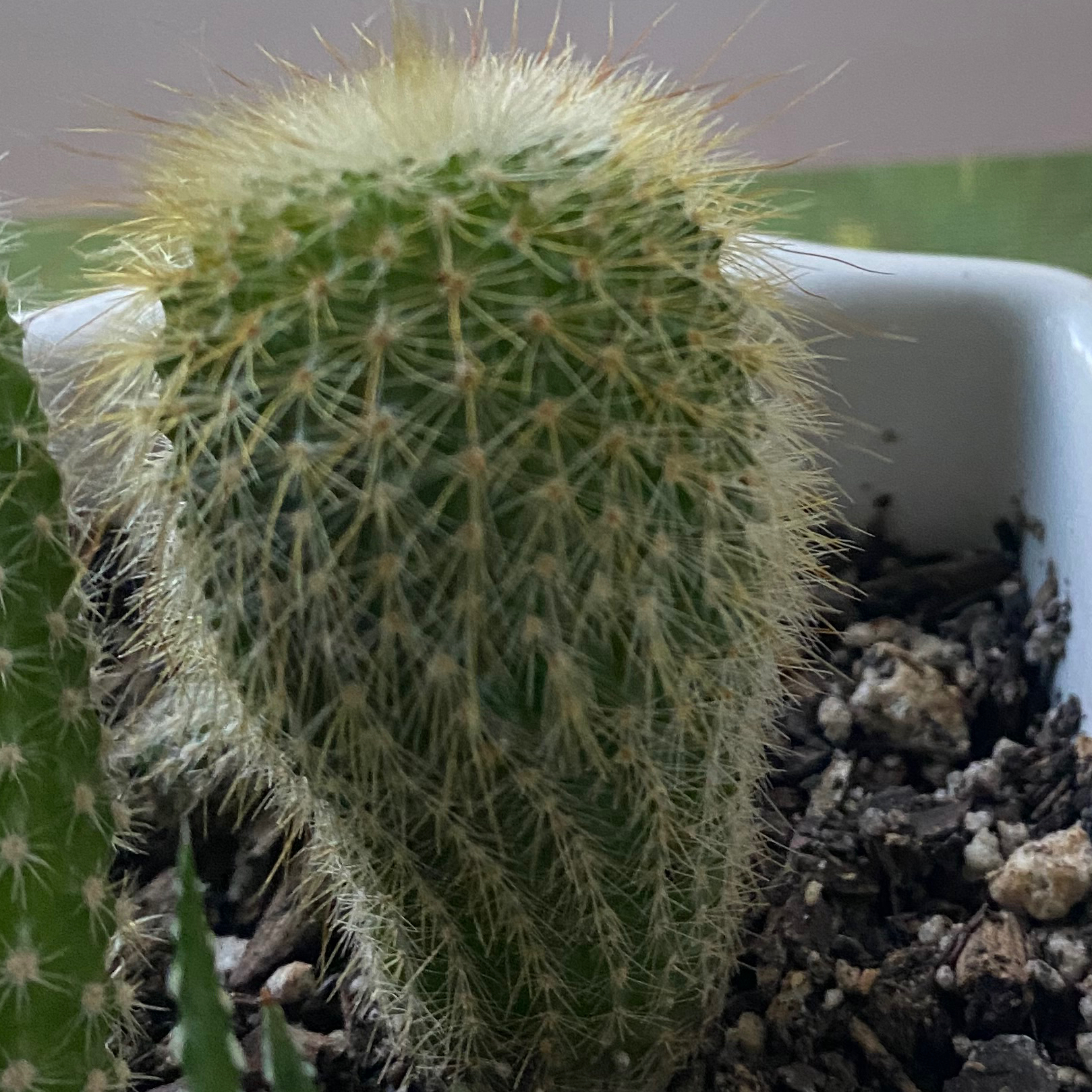 Silver Ball Cactus in a small pot with visible soil and no signs of disease.