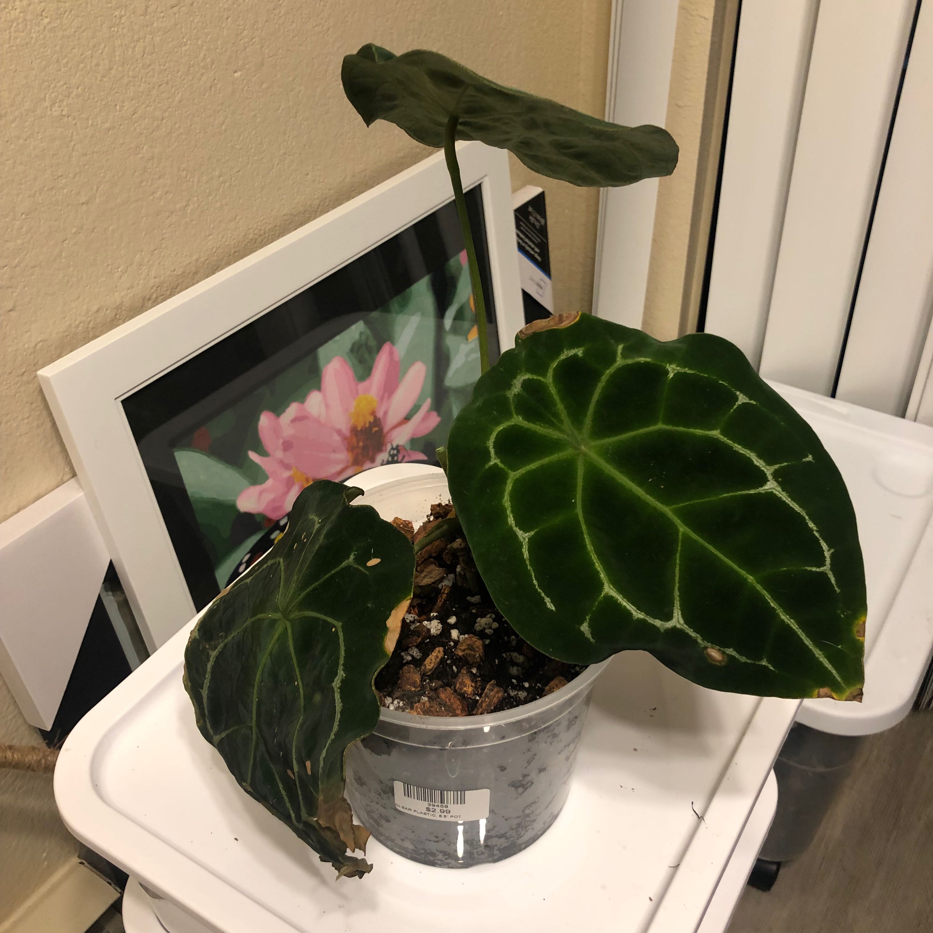 Anthurium forgetii plant with dark green leaves and white veins in a pot. Some browning on one leaf.