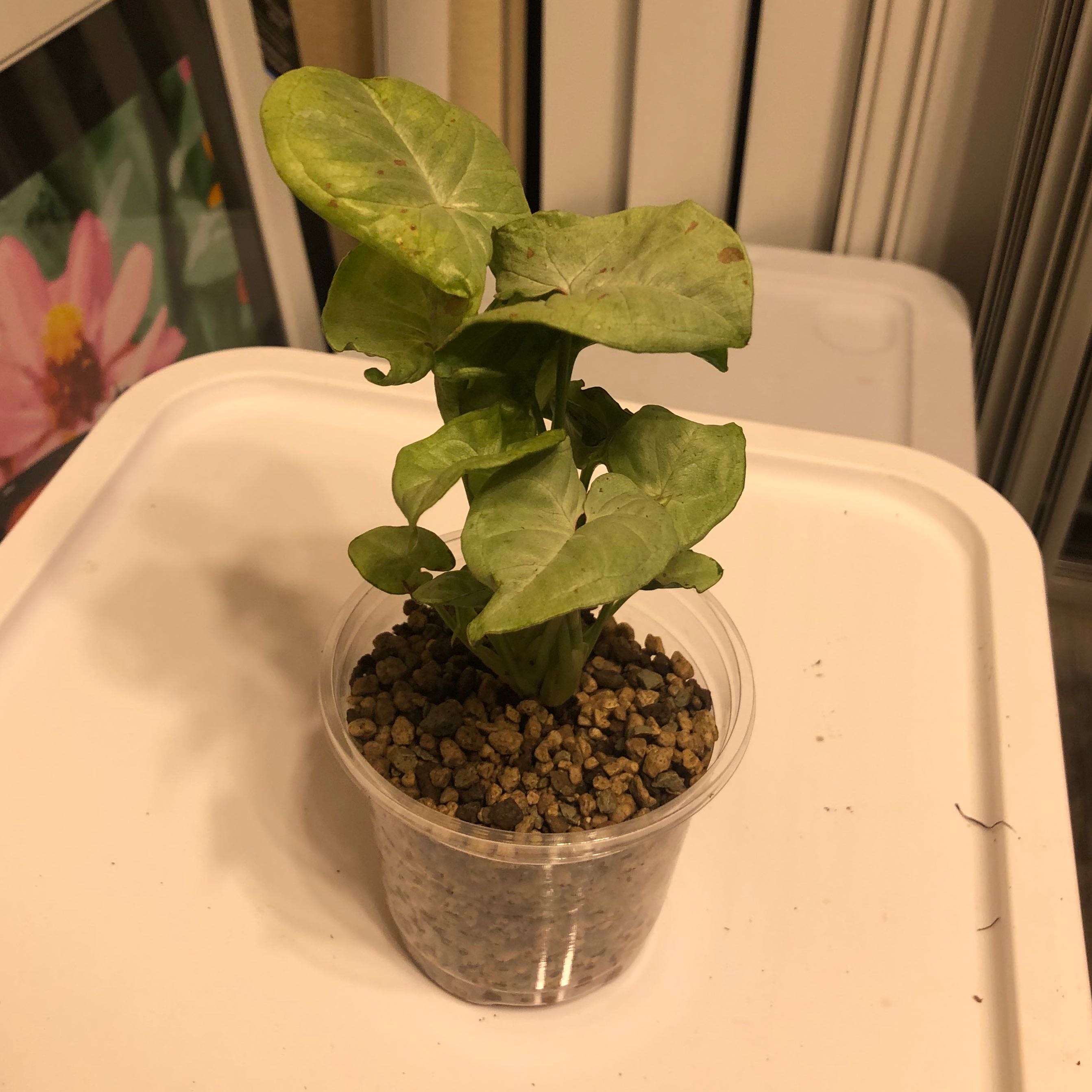 Syngonium 'Milk Confetti' plant in a small transparent container with visible soil. Some leaves show yellowing and browning.