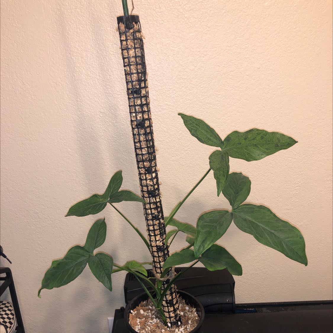 Syngonium podophyllum 'Mojito' plant with green leaves supported by a stake.