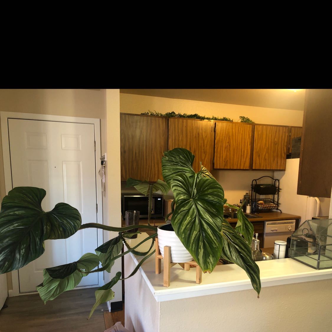 Philodendron plowmanii plant on a counter in an indoor setting with large, green leaves.