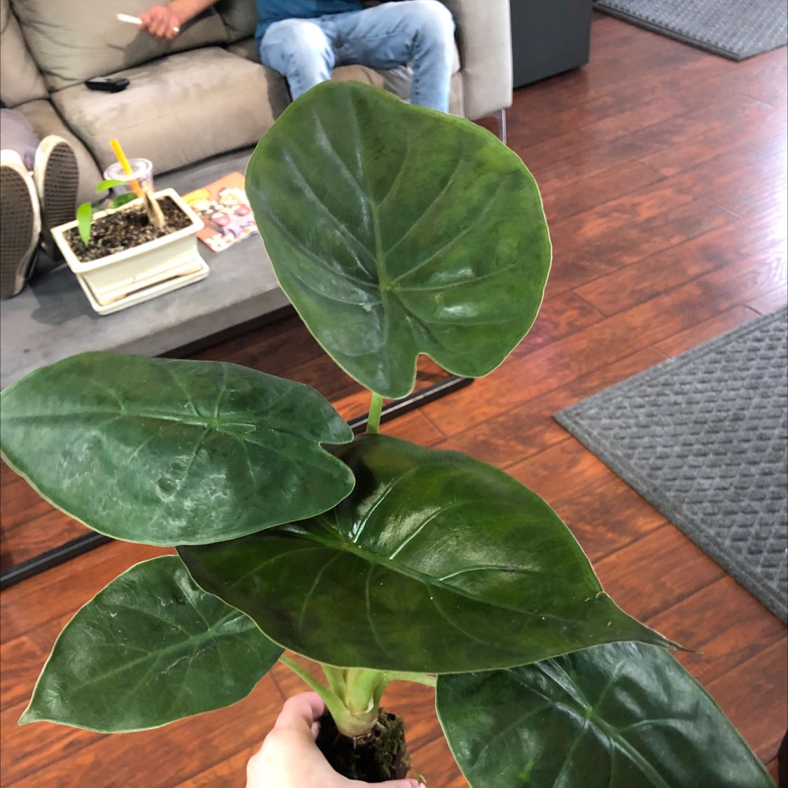 Healthy New Guinea Shield plant with large green leaves, held indoors.