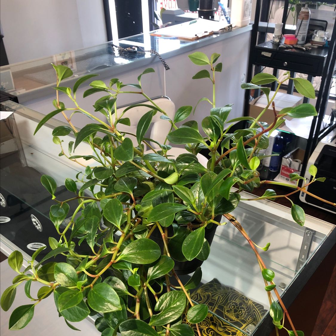 Healthy Low Peperomia plant with vibrant green leaves placed indoors on a glass surface.