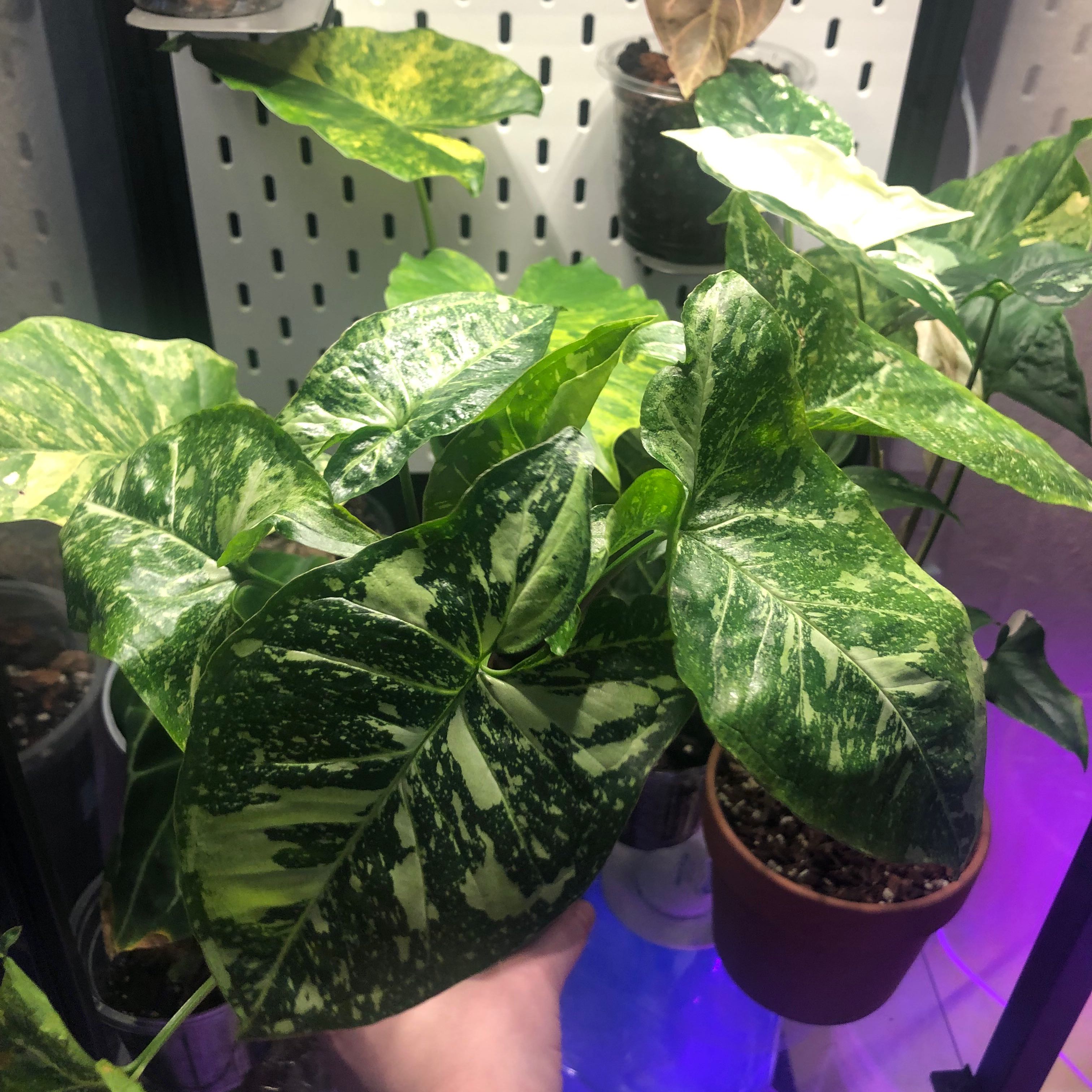 Syngonium Panda plant with variegated leaves, visible soil, and a hand holding the pot.