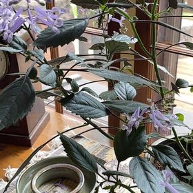 Photo of the plant species Plectranthus ecklonii by @ThrivingSalad named Treeyoncé on Greg, the plant care app