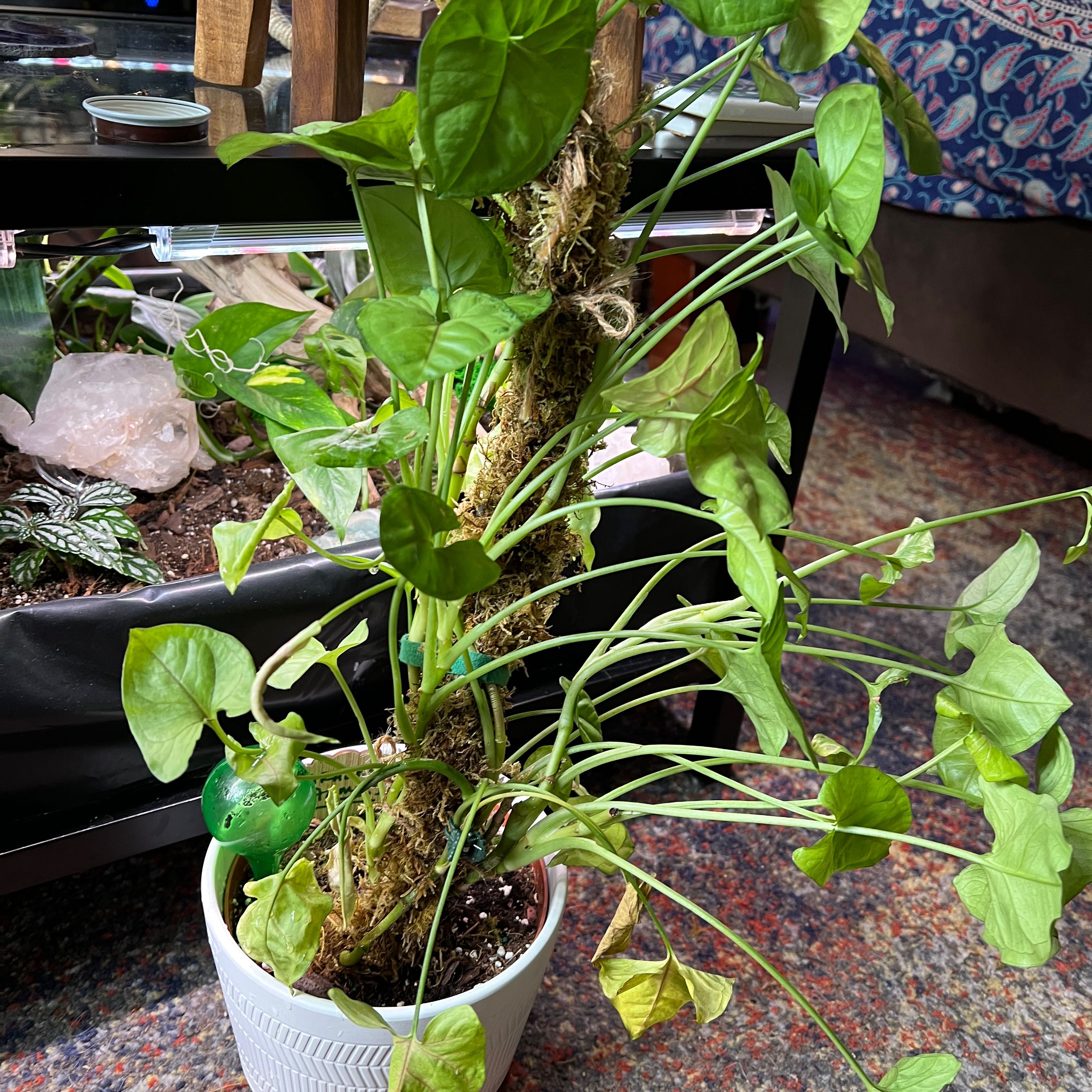 Photo of the plant species Syngonium 'Mini Allusion' by @SoigneKohleria named Mango allusion on Greg, the plant care app