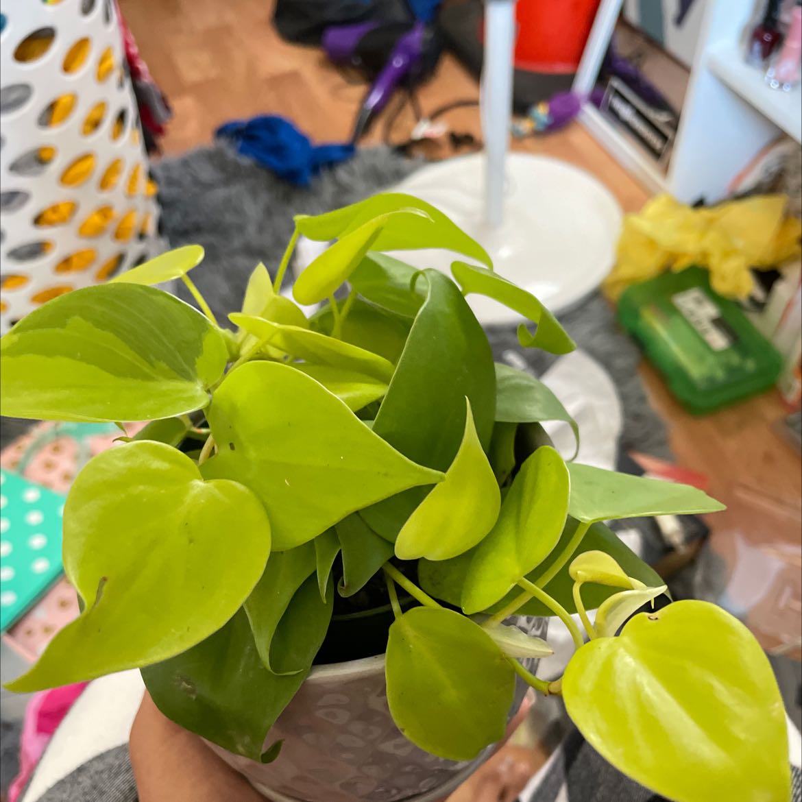 Philodendron cordatum plant with vibrant green leaves, held in a hand.