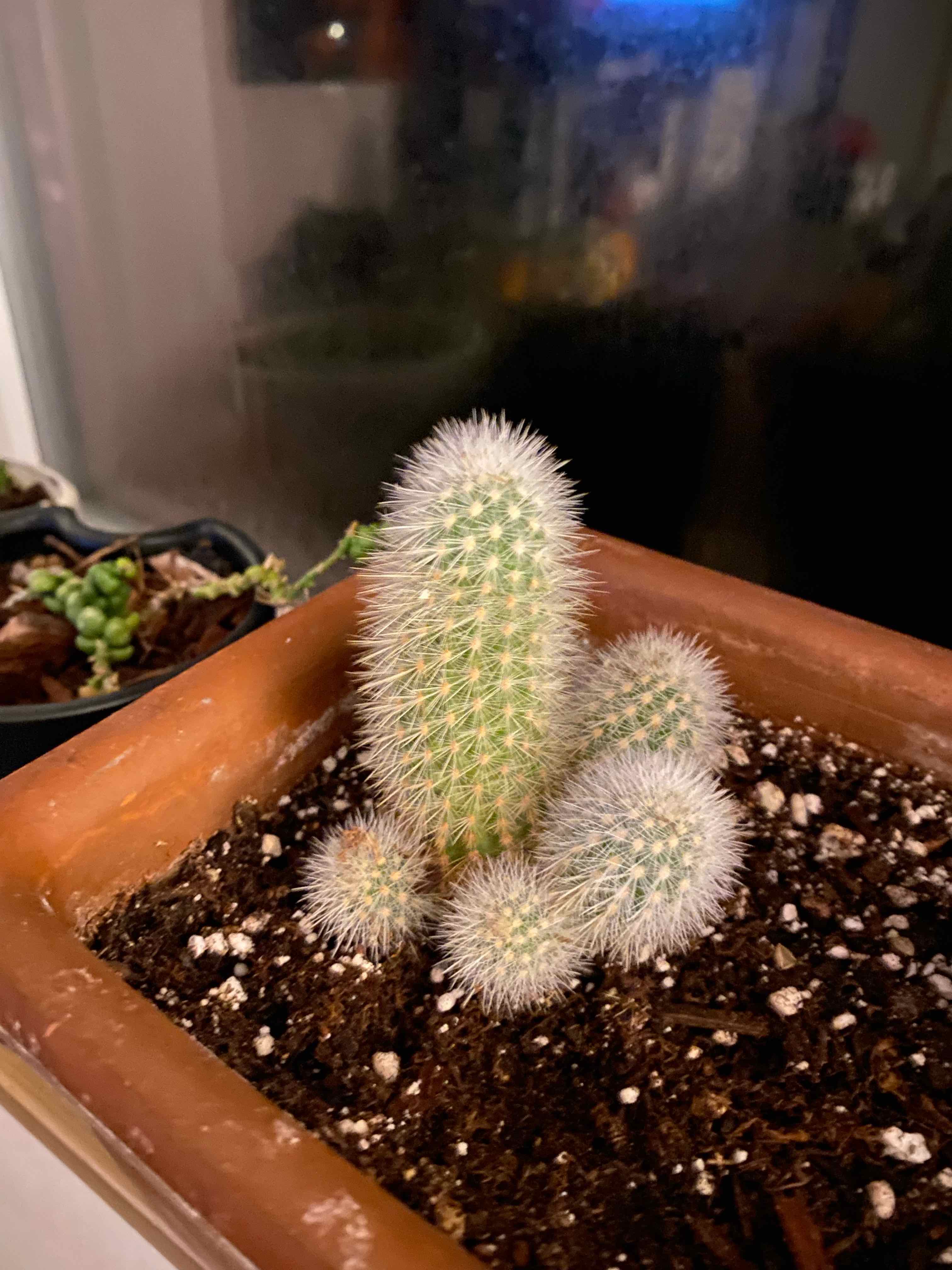 Texas Rainbow Cactus in a pot with visible soil, well-framed and in focus.