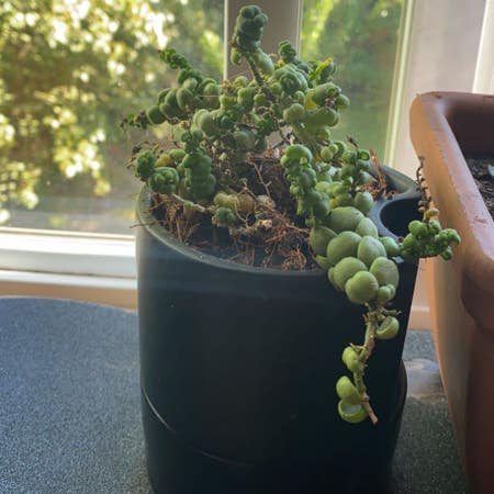 Photo of the plant species Dragon Jade by Sambislate named Smaug on Greg, the plant care app