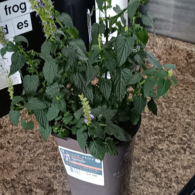 Photo of the plant species Hummingbird Mint by @CerebralTomato named Hemingway on Greg, the plant care app